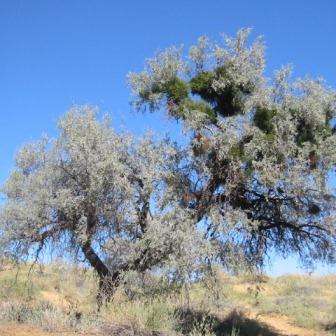 Acacia haematoxylon Seeds - Grey Camel Thorn; Vaalkameeldoring Tree - Beautiful Hardy Indigenous