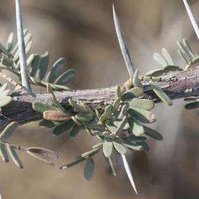 5 Acacia haematoxylon Seeds - Grey Camel Thorn; Vaalkameeldoring Tree - Beautiful Hardy Indigenous