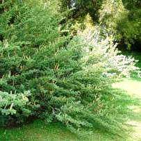 5 Acacia hebeclada ssp. tristis Candle Thorn; Trassiedoring Shrub Seeds Indigenous to South Africa