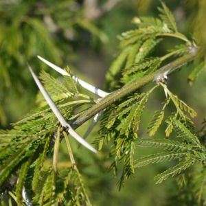 Acacia natalitia Seeds - Coastal Sweet Thorn Tree Seeds - Beautiful Hardy Indigenous