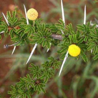 10 Acacia permixta Seeds - Hairy Acacia Tree Seeds - Beautiful Hardy Indigenous
