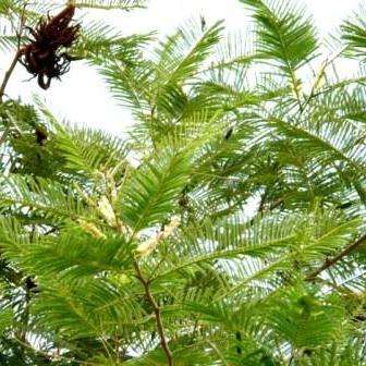Acacia polyacantha Seeds - White-stem Thorn Tree Seeds - Beautiful Hardy Indigenous