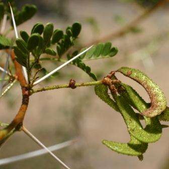 Acacia swazica Seeds - Swaziland Acacia Tree Seeds - Beautiful Hardy African Acacia