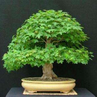 Acer buergerianum or Trident Maple Bonsai Tree Seeds + FREE Bonsai eBook and FREE Seeds