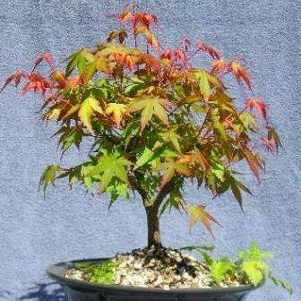 5 Acer palmatum - Japanese Maple Bonsai Seeds + Free Bonsai eBook - Exotic Frost Hardy