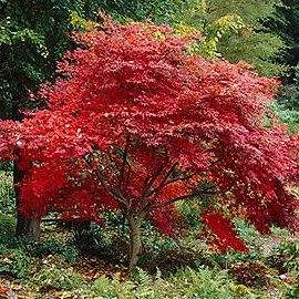 20 Acer palmatum - Japanese Maple Tree Seeds + Get Free Seeds with ALL orders! - Exotic Frost Hardy
