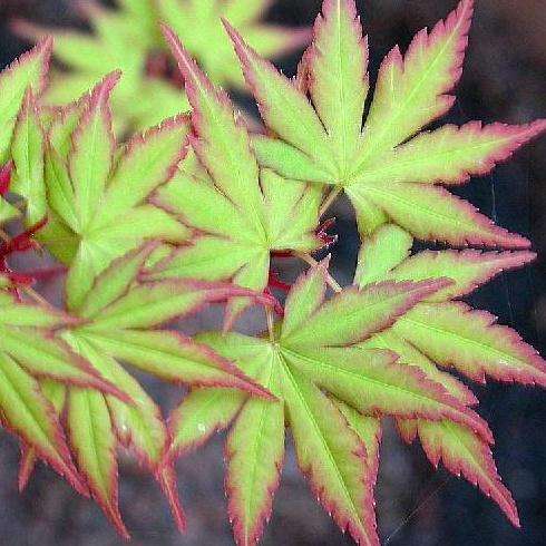 5 Acer palmatum - Japanese Maple Tree Seeds + Get Free Seeds with ALL orders! - Exotic Frost Hardy