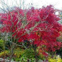 10 Red Japanese Maple - Acer palmatum atropurpureum Tree Seeds + Get Free Seeds - Exotic Frost Hardy