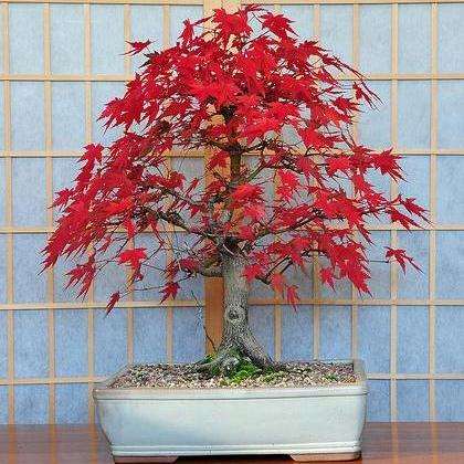 5 Bloodgood Japanese Maple, Acer palmatum 'Bloodgood' Bonsai Seeds + Free eBook - Exotic Frost Hardy
