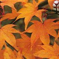 10 Acer palmatum Hogyoku - Japanese Maple 'Hogyoku' Tree Seeds + Get Free Seeds - Exotic Frost Hardy