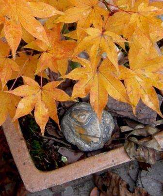 Acer palmatum Hogyoku - Japanese Maple 'Hogyoku' Bonsai Seeds + Free eBook - Exotic Frost Hardy