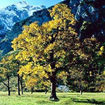 10 Acer pseudoplatanus - Sycamore Maple Tree Seeds + Get Free Seeds - Exotic Frost Hardy