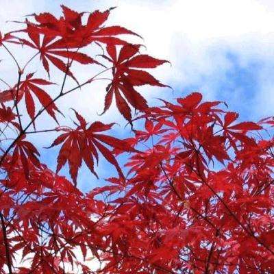 5 Acer palmatum Suminagashi - Japanese Maple Suminagashi Tree Seeds + Get Free Seeds - Frost Hardy