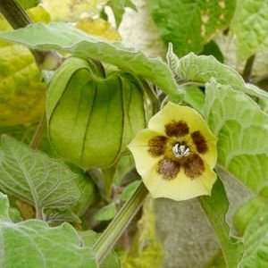 100 Cape Gooseberry Seeds - Physalis peruviana Fruit - Appelliefie - Bulk Annual Perennial Medicinal