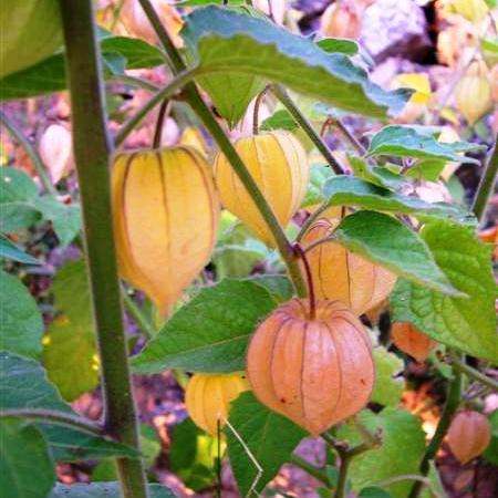 Cape Gooseberry Seeds - Physalis peruviana Fruit Seeds - Appelliefie - Annual Perennial Medicinal
