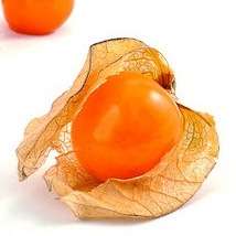 Cape Gooseberry Seeds - Physalis peruviana Fruit Seeds - Appelliefie - Annual Perennial Medicinal