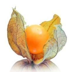 10 Cape Gooseberry Seeds - Physalis peruviana Fruit Seeds - Appelliefie - Annual Perennial Medicinal