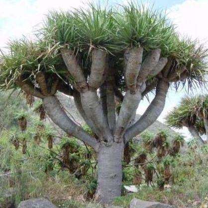 5 Dracaena draco Seeds - Canary Island Dragon's Blood Tree Seeds - Evergreen