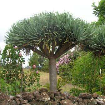Dragon's Blood Tree Seeds - Canary Island - Dracaena draco Seeds - Evergreen