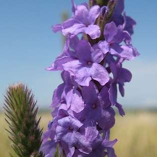 Hoary Vervain, Hoary Verbena Seeds - Verbena stricta Seeds - Annual / Perennial
