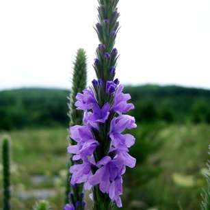 Hoary Vervain, Hoary Verbena Seeds - Verbena stricta Seeds - Annual / Perennial