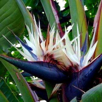 Strelitzia nicolai Seeds - White Bird of Paradise or Giant Bird of Paradise Tree - Indigenous