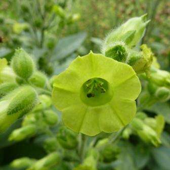 100 Tobacco Seeds - Nicotiana rustica - Aztec Tobacco, Indian Tobacco, Wild Tobacco, Bulk Tobacco