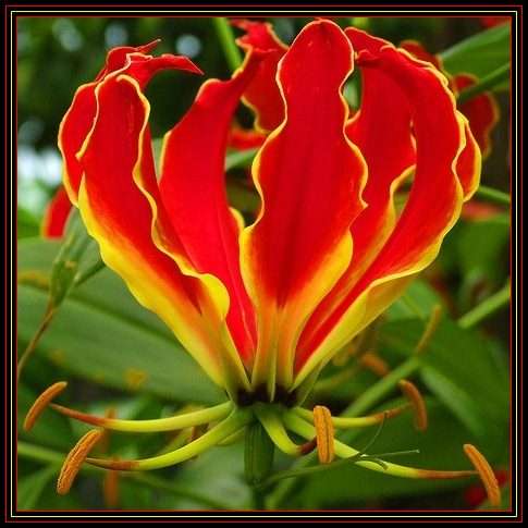 10 Gloriosa superba Seeds - Flame Lily - Indigenous South African Native Bulbous Climber