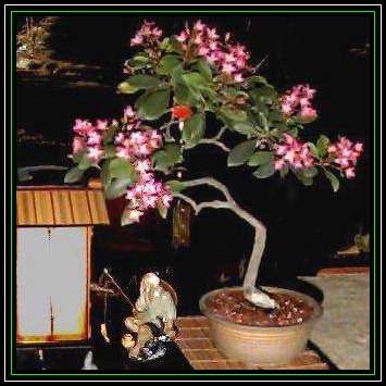 Rhaphiolepis indica - Indian Hawthorn Bonsai Seeds + Free Bonsai eBook - Exotic