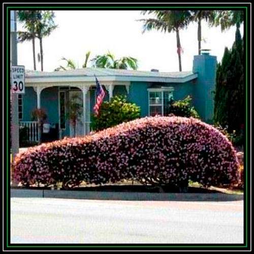 50 Rhaphiolepis indica - Indian Hawthorn Shrub Seeds + Free Seeds with ALL orders - Bulk Exotic