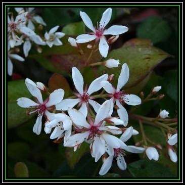 10 Rhaphiolepis indica - Indian Hawthorn Shrub Seeds + Free Seeds with ALL orders - Exotic