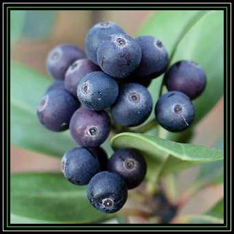 Rhaphiolepis indica - Indian Hawthorn Shrub Seeds + Free Seeds with ALL orders - Exotic