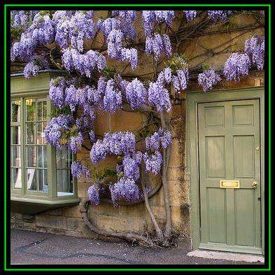 5 Wisteria sinensis - Chinese Wisteria Seeds + Free Seeds with All Orders - Exotic Climber