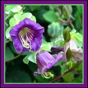 10 Cup & Saucer Vine Seeds ~ Cobaea scandens Seeds - Cathedral Bells Flowering Vine Seeds