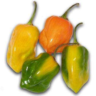 20 Capsicum Habanero Seeds ~ Extremely Hot Chilli Seeds - Bulk Vegetables - Chili