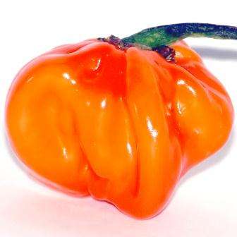 100 Capsicum Habanero Seeds ~ Extremely Hot Chilli Seeds - Bulk Vegetables - Chili