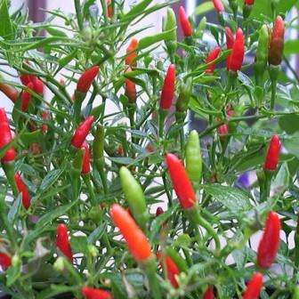 20 Capsicum Malaga Birds Eye Seeds - Extremely Hot Chilli Seeds - Bulk Vegetables - Chili