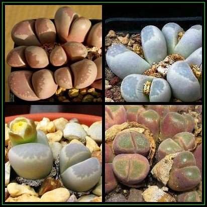 5 Lithops optica Seeds - Mesemb - Stoneplants - Indigenous Succulents