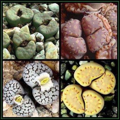 Lithops julii Mixed Forms Seeds - Mesemb - Stoneplants - Indigenous Succulents