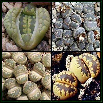 10 Lithops otzeniana Seeds - Stoneplants - Buy Seeds for Succulents Indigenous to South Africa
