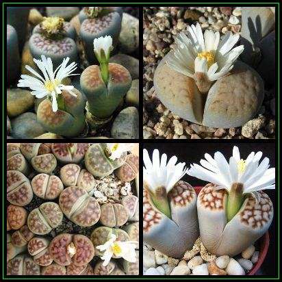 5 Lithops karasmontana Mixture Seeds - Mesemb - Stoneplants - Indigenous Succulents