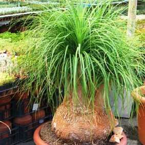 10 Ponytail Palm Seeds - Beaucarnea recurvata - Nolina recurvata - Exotic Tropical Tree