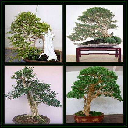 5 Murraya paniculata Bonsai Tree Seeds - Orange Jasmine - Mock Orange Seeds + FREE Bonsai eBook