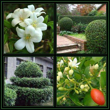 Murraya paniculata Seeds - Orange Jasmine - Mock Orange Shrub Seeds + GET FREE SEEDS