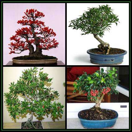 5 Ilex aquifolium Bonsai Seeds - Christmas Holly + 10 FREE Ficus Bonsai Seeds & Bonsai eBook