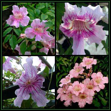 Podranea ricasoliana Seeds ~ Port St Johns Creeper - Indigenous Evergreen Climber Vine