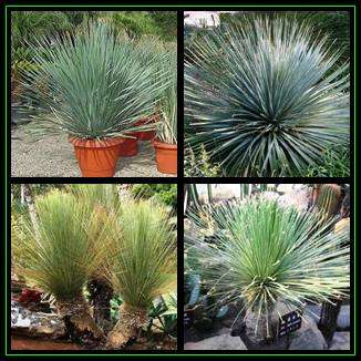 20 Dasylirion glaucophyllum - Blue Leaved Dasylirion Seeds - Exotic Succulent from Mexico