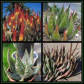 Aloe aculeata -Red Hot Poker Aloe, White Thorn Aloe - 10 Seed Pack - Indigenous Succulent, NEW