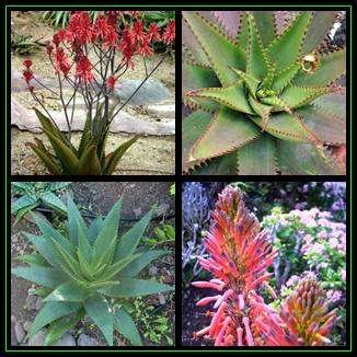 Aloe affinis Seeds - Graskop Aloe - Indigenous Succulent - Worldwide Shipping, NEW