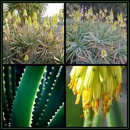 Aloe arborescens - Yellow Krantz Aloe - 10 Seed Pack Indigenous Succulent - Worldwide Shipping - NEW